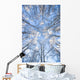 Looking Up Through Hoarfrost Covered Birch Trees In Russian Jack Park Wall Mural