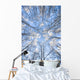 Looking Up Through Hoarfrost Covered Birch Trees In Russian Jack Park Wall Mural