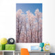 Hoarfrost Covered Birch Trees In Russian Jack Park, Anchorage, Alaska Wall Mural