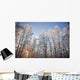 Sunset Light Shining Through Hoarfrost Covered Birch Trees Wall Mural
