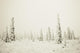 Snow And Hoarfrost Covered Spruce Trees In The Fog At Eureaka Summit Wall Mural