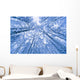 Tree Top Abstract Of A Snow Covered Birch Forest Wall Mural