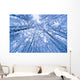 Tree Top Abstract Of A Snow Covered Birch Forest Wall Mural