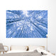 Tree Top Abstract Of A Snow Covered Birch Forest Wall Mural