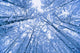 Tree Top Abstract Of A Snow Covered Birch Forest Wall Mural
