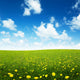 field of spring flowers and perfect sky Wall Mural