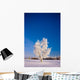 Hoarfrost Covered Birch Tree, Winter, Interior Alaska Wall Mural