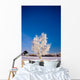 Hoarfrost Covered Birch Tree, Winter, Interior Alaska Wall Mural