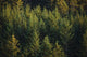 Spruce Tree Forest In Autumn, Kodiak Island, Southwest Alaska Wall Mural