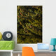 Close Up Of Spruce Tree, Autumn, Kodiak Island, Southwest Alaska Wall Mural