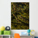Close Up Of Spruce Tree, Autumn, Kodiak Island, Southwest Alaska Wall Mural