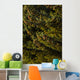 Close Up Of Spruce Tree, Autumn, Kodiak Island, Southwest Alaska Wall Mural