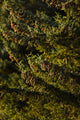 Close Up Of Spruce Tree, Autumn, Kodiak Island, Southwest Alaska Wall Mural
