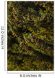 Close Up Of Spruce Tree, Autumn, Kodiak Island, Southwest Alaska Wall Mural
