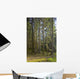 Spruce Tree Forest In Autumn, Kodiak Island, Southwest Alaska Wall Mural