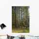 Spruce Tree Forest In Autumn, Kodiak Island, Southwest Alaska Wall Mural