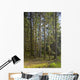 Spruce Tree Forest In Autumn, Kodiak Island, Southwest Alaska Wall Mural