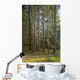Spruce Tree Forest In Autumn, Kodiak Island, Southwest Alaska Wall Mural