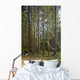 Spruce Tree Forest In Autumn, Kodiak Island, Southwest Alaska Wall Mural
