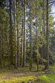 Spruce Tree Forest In Autumn, Kodiak Island, Southwest Alaska Wall Mural