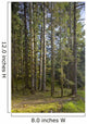 Spruce Tree Forest In Autumn, Kodiak Island, Southwest Alaska Wall Mural