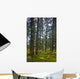 Spruce Tree Forest In Autumn, Kodiak Island, Southwest Alaska Wall Mural