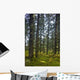 Spruce Tree Forest In Autumn, Kodiak Island, Southwest Alaska Wall Mural