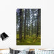 Spruce Tree Forest In Autumn, Kodiak Island, Southwest Alaska Wall Mural