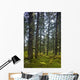 Spruce Tree Forest In Autumn, Kodiak Island, Southwest Alaska Wall Mural
