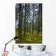 Spruce Tree Forest In Autumn, Kodiak Island, Southwest Alaska Wall Mural