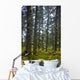Spruce Tree Forest In Autumn, Kodiak Island, Southwest Alaska Wall Mural