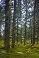 Spruce Tree Forest In Autumn, Kodiak Island, Southwest Alaska Wall Mural