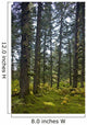 Spruce Tree Forest In Autumn, Kodiak Island, Southwest Alaska Wall Mural