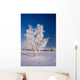 Hoarfrost Covered Birch Tree Wall Decal