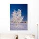 Hoarfrost Covered Birch Tree Wall Decal