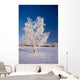 Hoarfrost Covered Birch Tree Wall Decal