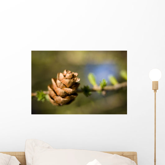 Macro Larch Needles and Wall Decal