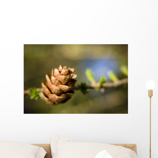 Macro Larch Needles and Wall Decal