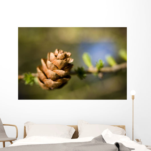 Macro Larch Needles and Wall Decal
