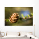 Macro Larch Needles and Wall Decal