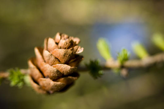 Macro Larch Needles and Wall Decal