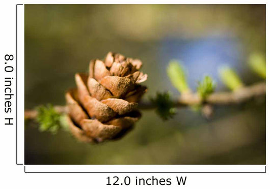 Macro Larch Needles and Wall Decal