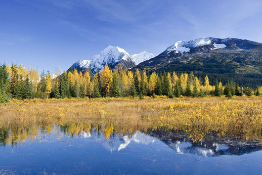 Fall Foliage Reflecting Wall Decal