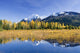Fall Foliage Reflecting Wall Decal