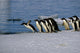 Adelie Penguins Jump from Wall Decal