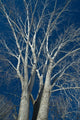 Trees Wall Mural