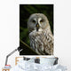 Owl Owl Wall Mural