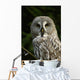 Owl Owl Wall Mural