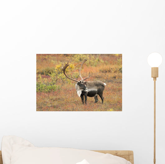 Adult Bull Caribou Stands Wall Decal