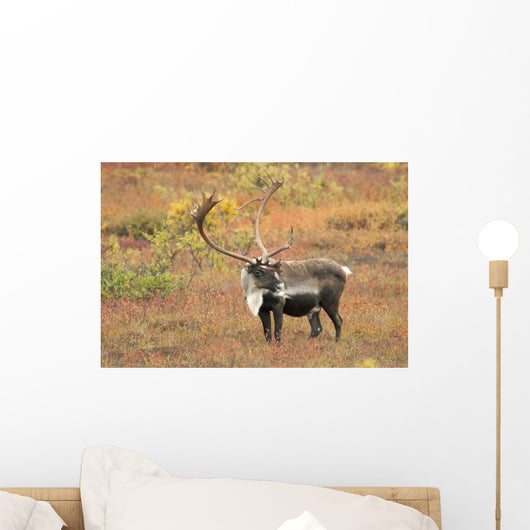 Adult Bull Caribou Stands Wall Decal